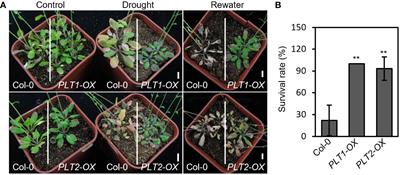The BR signaling pathway regulates primary root development and drought stress response by suppressing the expression of PLT1 and PLT2 in Arabidopsis thaliana